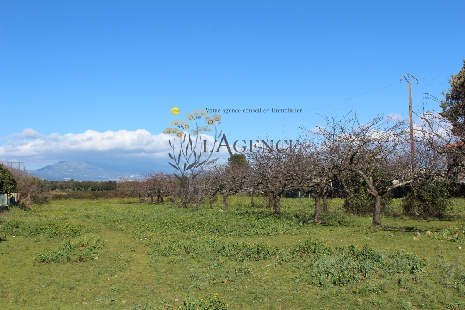 Image_, Terrain, Venzolasca, ref :1825467