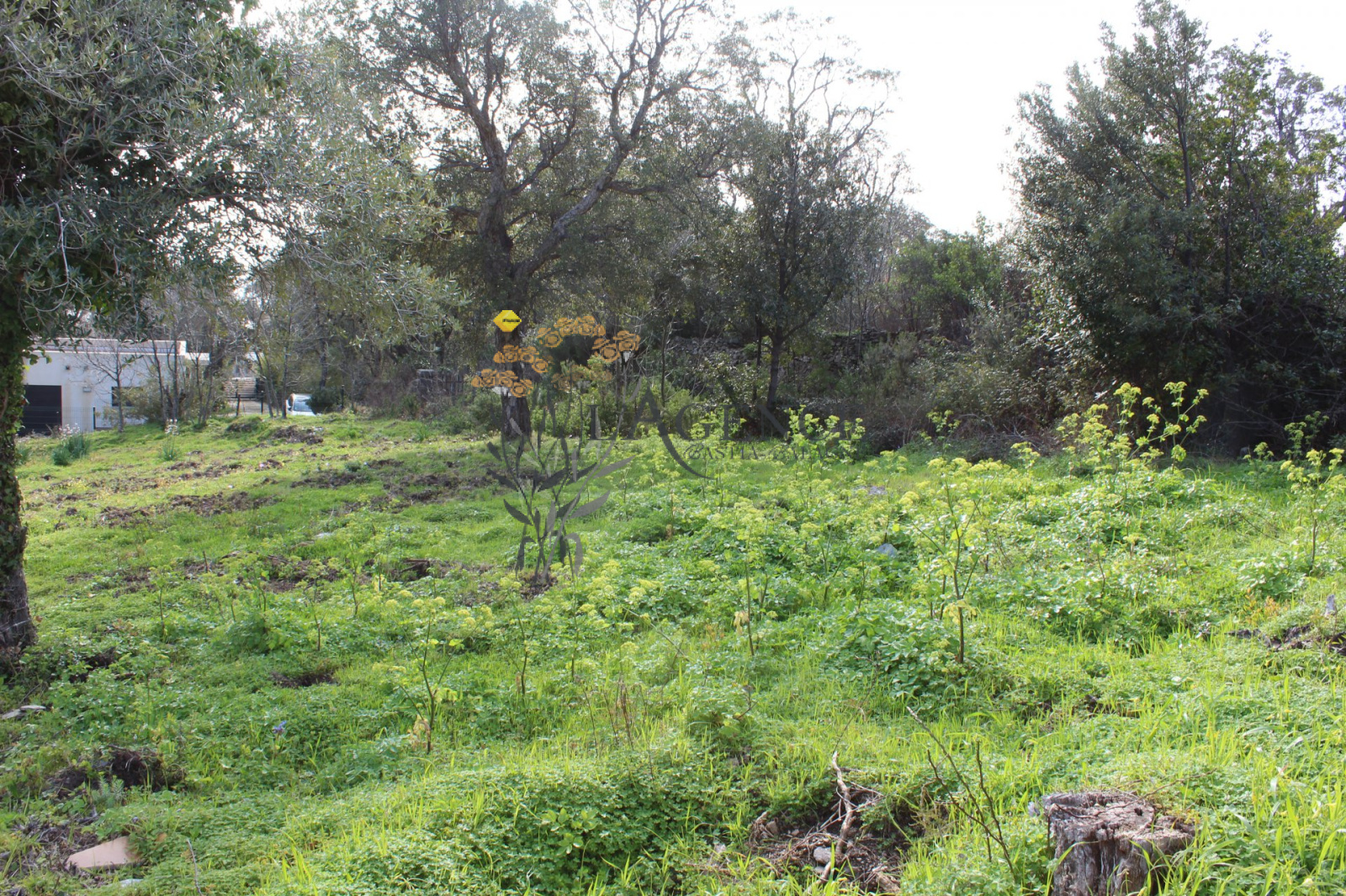 Image_, Terrain, Brando, ref :1017907