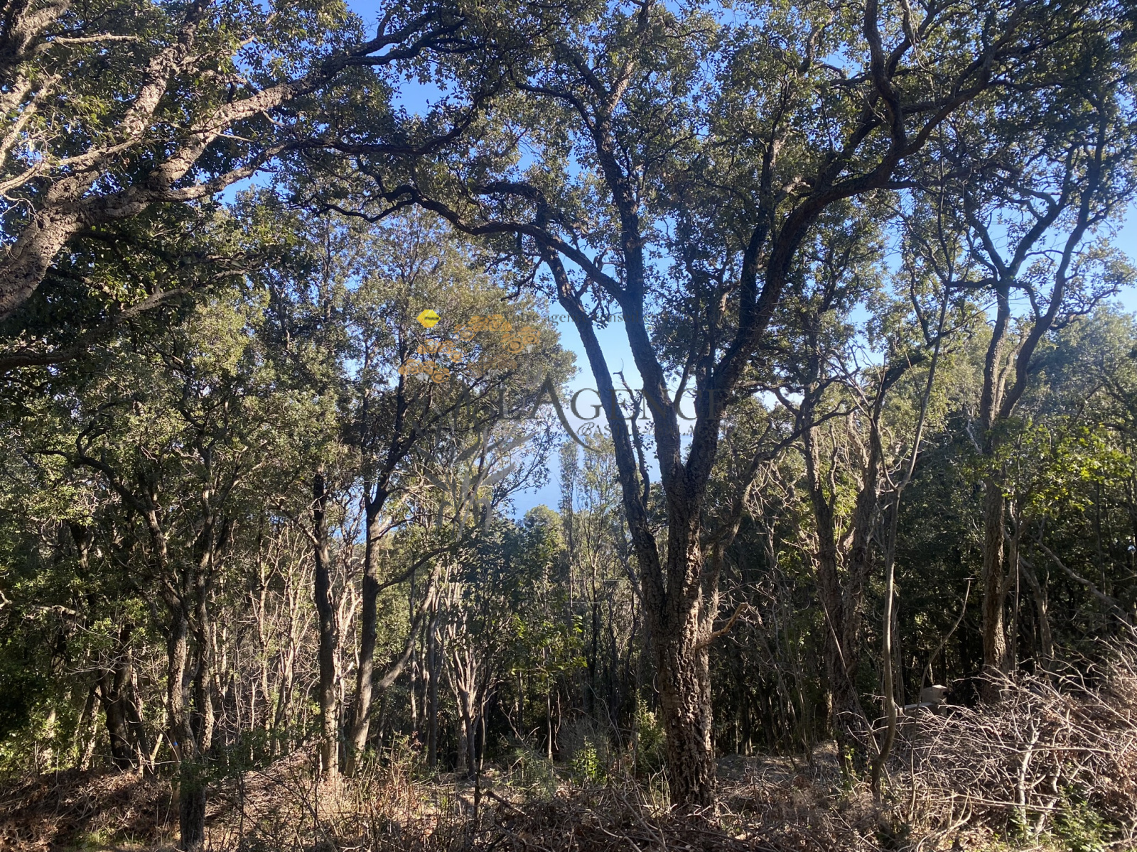 Image_, Terrain, Brando, ref :2794