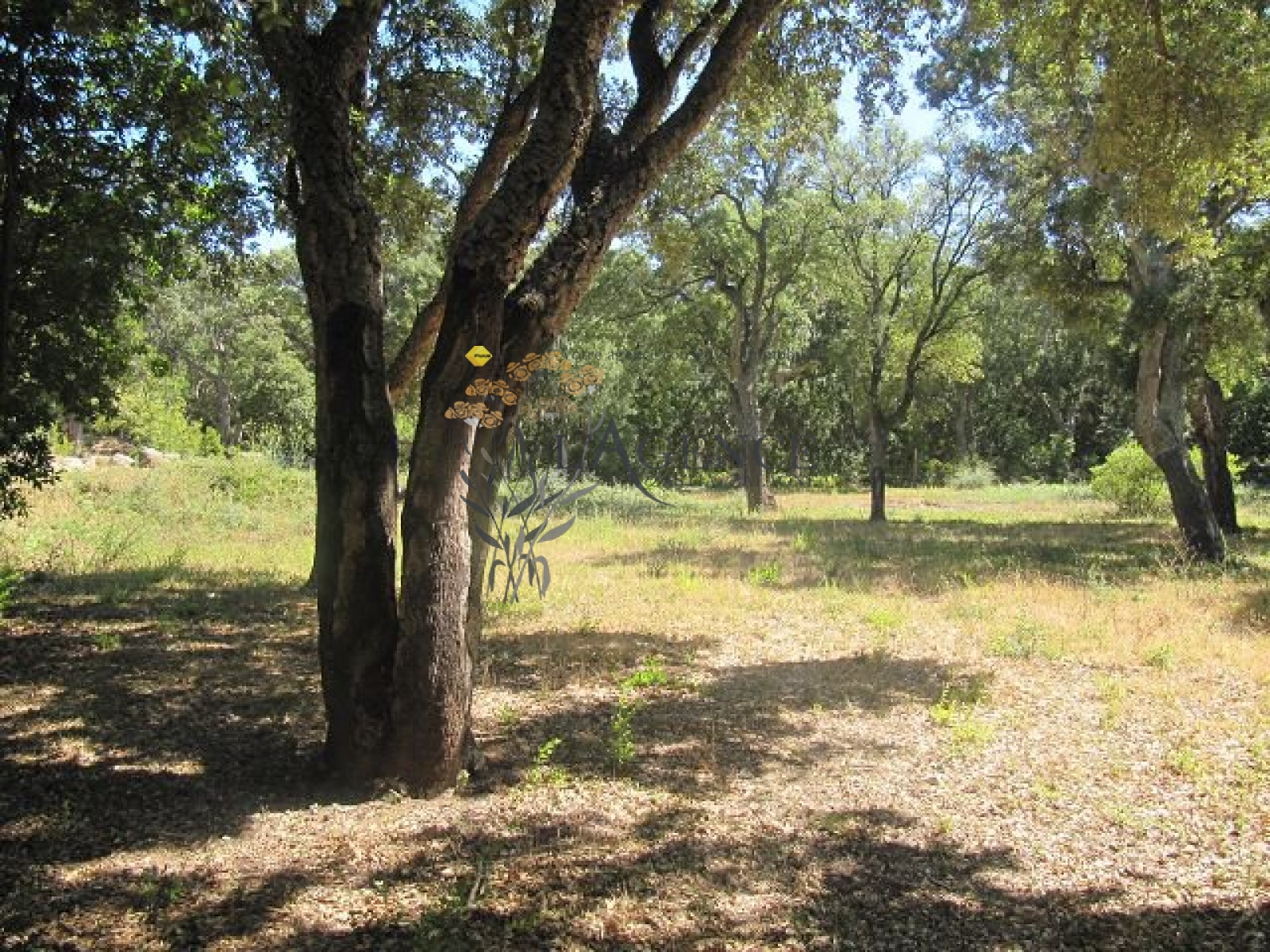 Image_, Appartement, Pietracorbara, ref :1806255