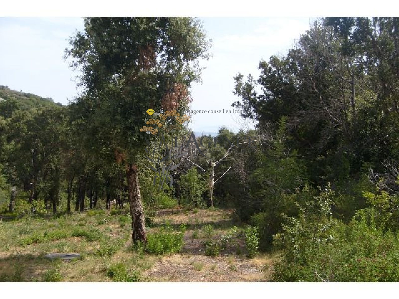 Image_, Appartement, Erbalunga, ref :1806394